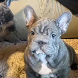 French Bulldog Big Rope