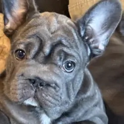 French Bulldog BigRope