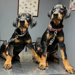 Doberman puppies