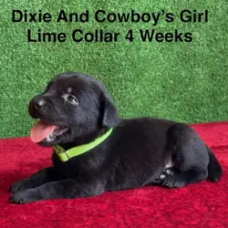 AKC Black Labrador Puppies