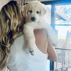 Akbash/Anatolian Pyrenees LGD/Family puppies