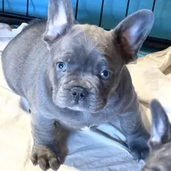 French Bulldog Lilac *****SOLD*****