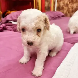 CHEPHREN TUT Teacup Toy Poodle