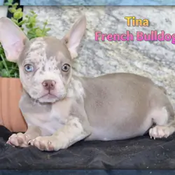 Tina Female French Bulldog