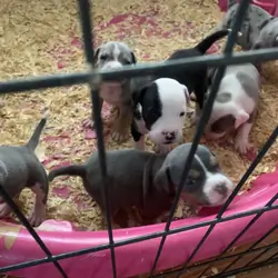 American classic bullies
