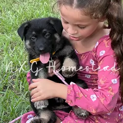 German Shepherd Puppies