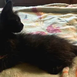 2 Maine Coon Kittens, Registered with the CFA