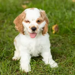 AKC Cocker Spaniel male pup in Indiana (Reggie)