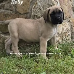English Mastiff puppies (AKC registered females)