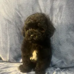 Miniature poodle puppy