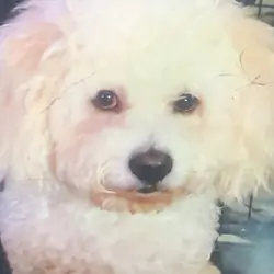 Rehoming Dog