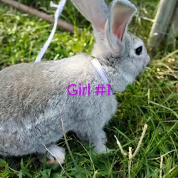 Flemish Giant bunnies