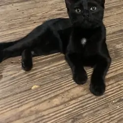 1 sweet black kitten looking for his furever home!