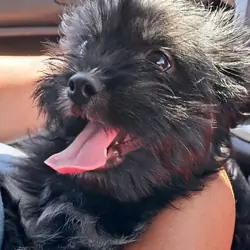 CHORKIE