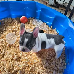 French Bulldog Pup