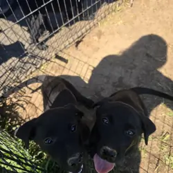 Lab/GSD Puppies