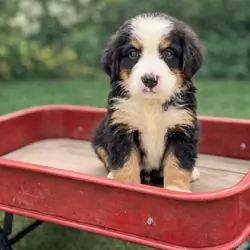 Stunning Bernese Mountain Dog