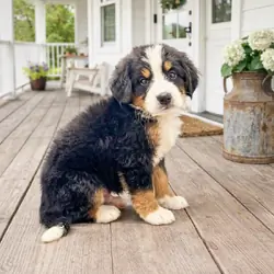 Loving Bernese Mountain DOg