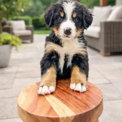 Attractive Bernese Mountain Dog