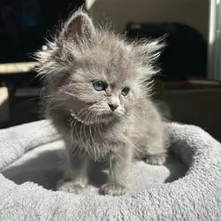 ""KITTENS" 1/2Himalayan 1/2 Blue Russian