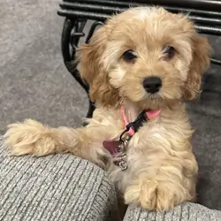 Cockapoo