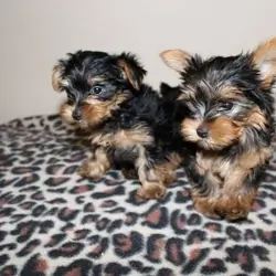 Perfect Size Yorkie Puppies