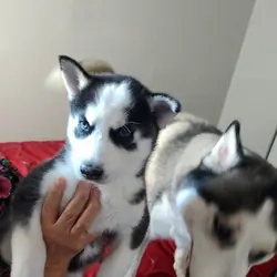 Siberian Husky 6wks
