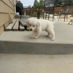 Chase Golden Retriever