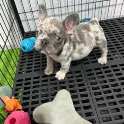 Blue Collar French Bulldog