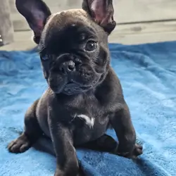Guava French Bulldog For Sale