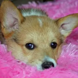 Males and Females Corgi Puppies