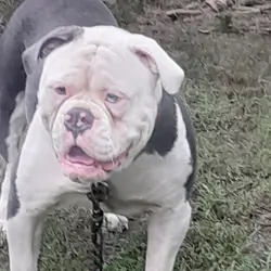 Old English Bull doggie for Stud