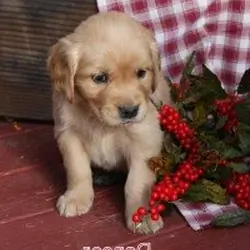 Pure Breed Golden Retriever Puppies