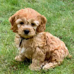 Cockapoo Puppies Ready Now