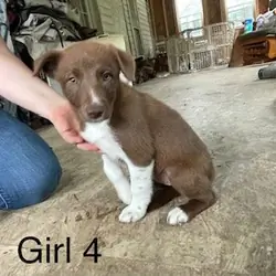 ABCA Border Collie Puppies - PRICE REDUCED