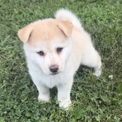 Pomsky Mixed Puppies