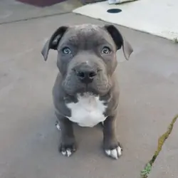 American Pit Bull Terrier
