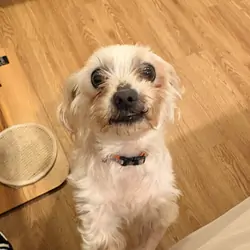 Full blood Maltese