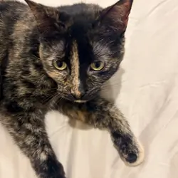 Full blood Tortoiseshell cat
