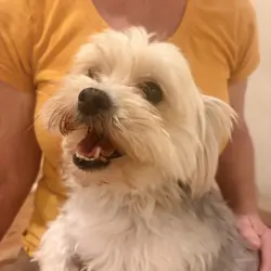 2 Dogs Maltese/Yorkie