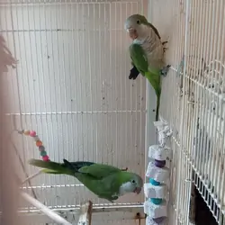 Pair of Quaker parrots
