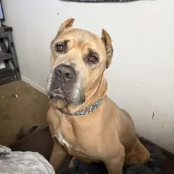 Cane corso