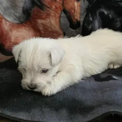 West Highland Terrier pup