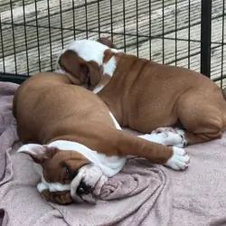 English bulldog puppies