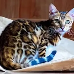 Male and Female Bengal Kittens
