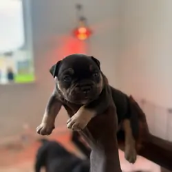 Micro bullies
