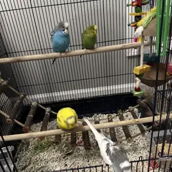 4 young healthy parakeets