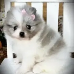 Purebred Teacup Pomeranian Puppies Available