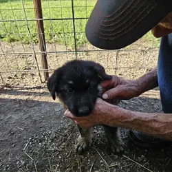 German shepherd pups