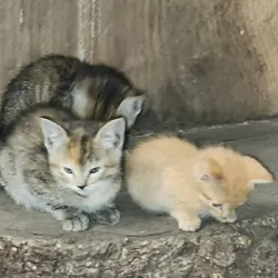 barn kitten